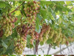 -金谷域澳洲庄园