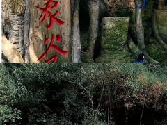 -野象谷景区
