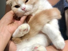 -瞄一喵猫咖(格力海岸店)