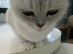 -喵的天空名猫咖啡馆·撸猫·猫舍·用品