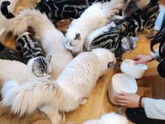 -有喵·猫咖·狗咖·30几只猫10只小狗(岗厦店)