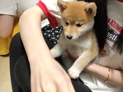 -逗柴咖啡屋·狗咖猫咖宠物桌游