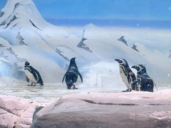 -上海海洋水族馆