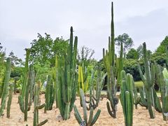 -东莞植物园