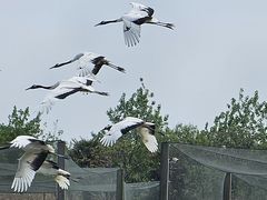 -盐城丹顶鹤湿地生态旅游区