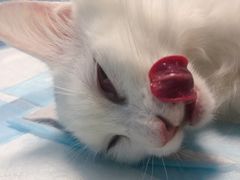-爱贝特动物医院·猫口炎专科