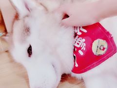 -Husky Go! 哈士奇体验馆·宠物咖啡厅狗咖