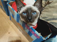 -猫色咖啡·猫咖