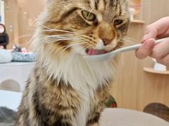 -COLOR PETS 撸猫馆·购猫·猫咖(长风大悦城店)