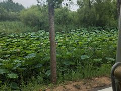 -微山湖红荷湿地景区