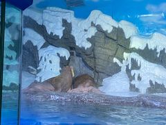 -大连老虎滩海洋公园