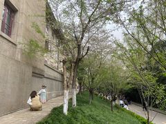 -武汉大学-樱园