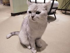 -藏猫猫咖啡主题馆(中央大道店)