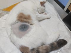 -瑞派长江宠物医院·猫科·外科·24小时夜护(谊城公寓分院)