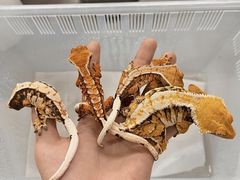 -北京观赏动物医院·24小时大型综合·猫专科·异宠专科