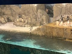 -成都浩海立方海洋公园