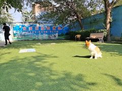 -宠物寄养训练学校