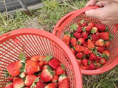 -南宁良凤江国家森林公园