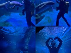 -烟台海昌鲸鲨海洋公园