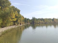 -金塔沙漠胡杨林景区