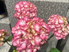 -豆豆花艺(新光天地店)
