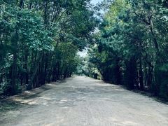 -日照海滨国家森林公园