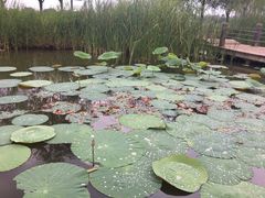 -南湖湿地公园