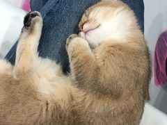 -糯米喵星人·撸猫猫舍咖啡馆(西市场嘉华店)