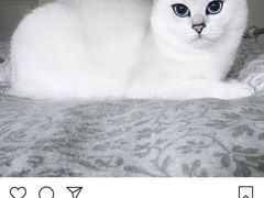 -袖虎·猫馆(体育西路店)
