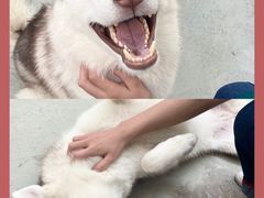 -星多哈·狗咖·拼豆·咖啡