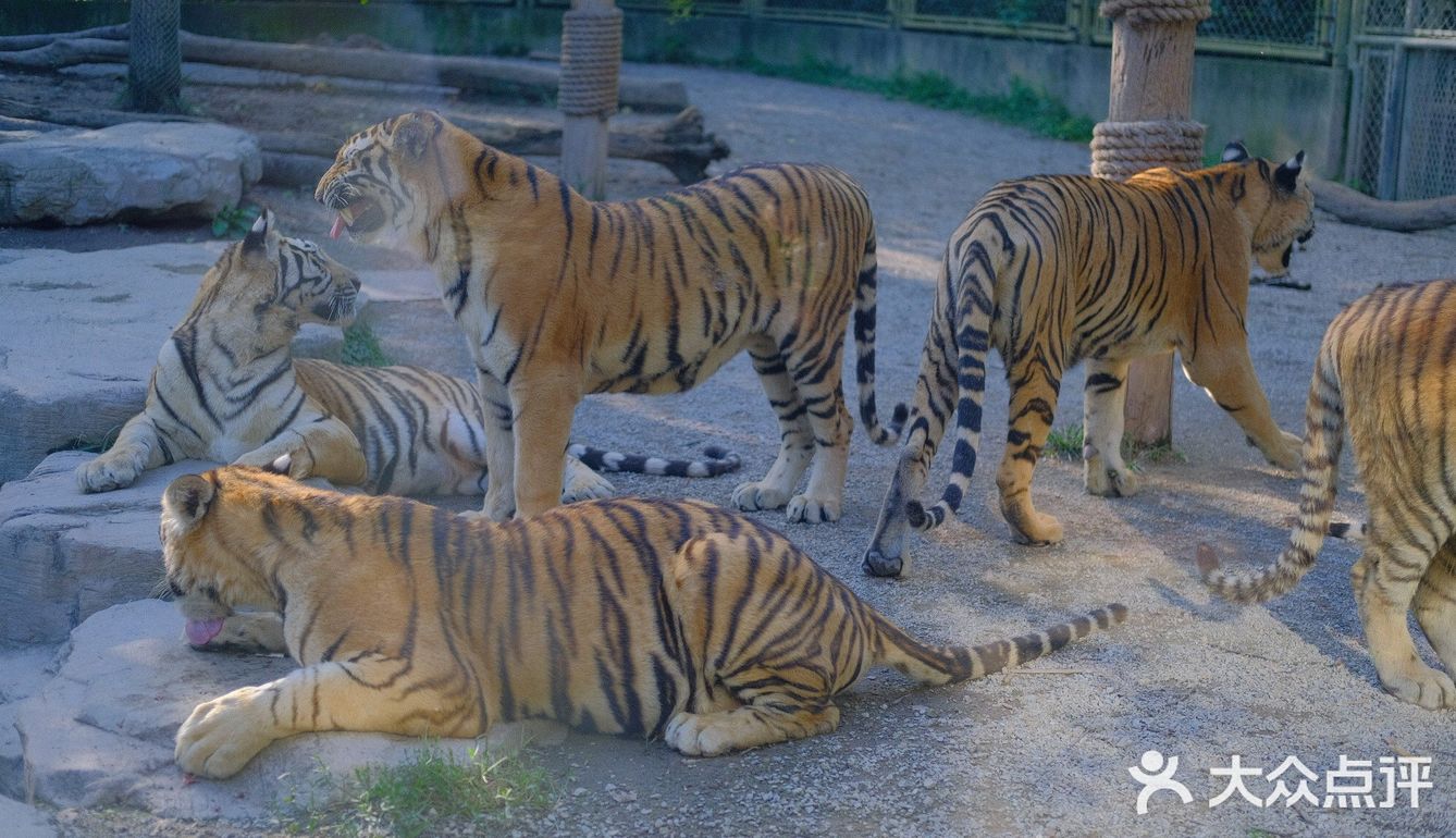 2020年上海去哪儿