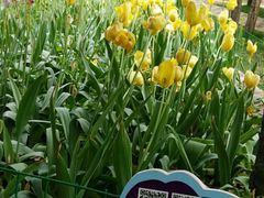 -洛阳郁金香牡丹园