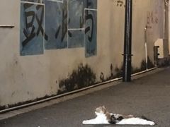 -猫岛主趣味餐厅(鼓浪屿店)