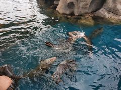 -华夏文旅海洋公园