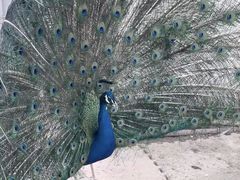 -菊园百果园