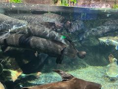 -太平洋海底世界