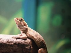 -上海大自然野生昆虫馆