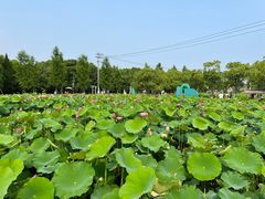 -嘉北郊野公园