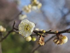 -梅花山(明孝陵内)
