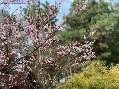 -铁山坪森林公园