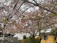 -苏州上方山国家森林公园