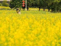 -光明小镇欢乐田园