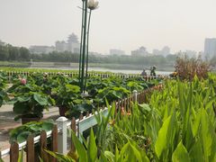 -莲花池公园