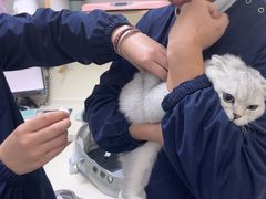 -全心全意连锁动物医院·微创中心·内科急重症·心脏专科(丰管路店)