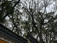 -普陀山风景名胜区-法雨禅寺