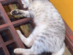 -龙华素斋(龙华路店)