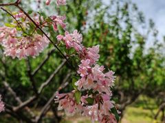 -永定河休闲森林公园
