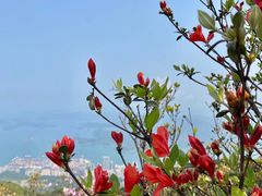 -梧桐山风景名胜区