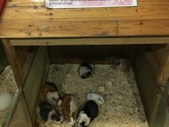 -上海大自然野生昆虫馆(东方明珠·爬宠昆虫探索中心)