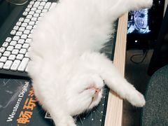 -lincat·猫舍(广州店)